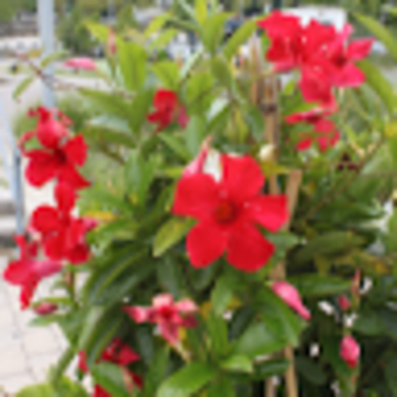 Meet your Posher, Ravinya - Picture 1 of 1